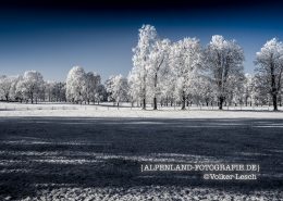 Bayerisches Oberland - Bäume im Winter