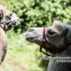 Bayern Kamele in Grub an der Mangfall