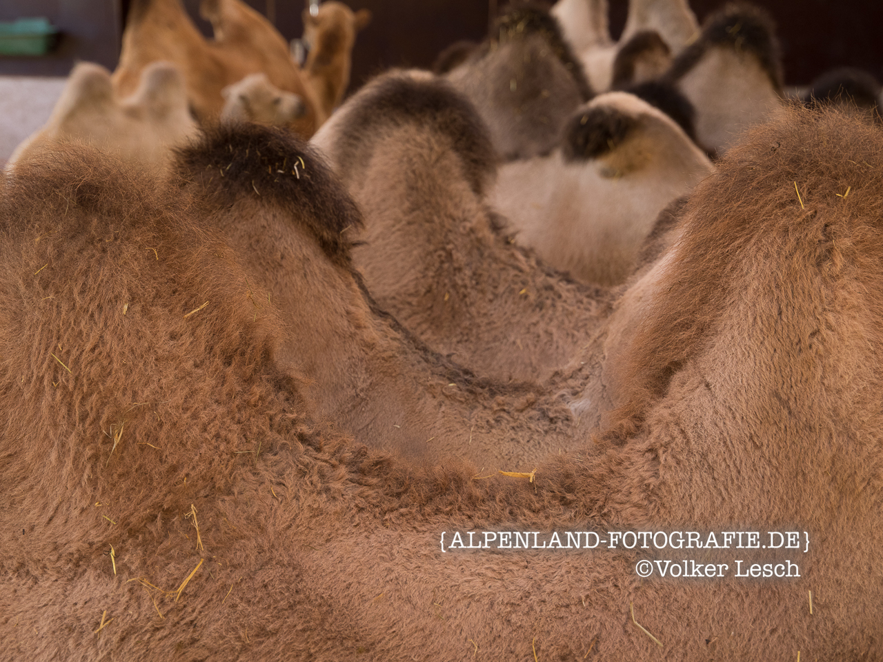 Bayern Kamele in Grub an der Mangfall