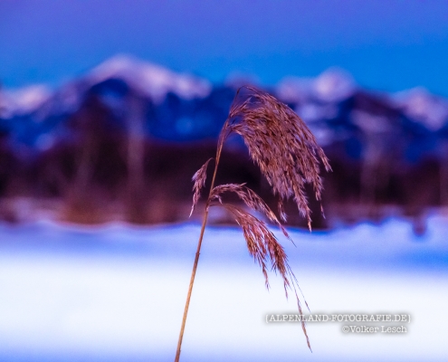 Das Bergener Moor im Winter © Volker Lesch - Alpenland Fotografie