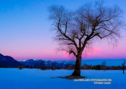 Das Bergener Moos im Winter © Volker Lesch - Alpenland Fotografie