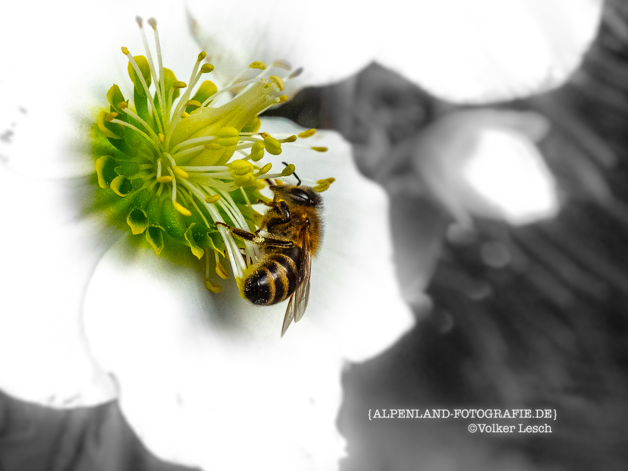 Bienen am Mountainfloat © Volker Lesch - Alpenland Fotografie