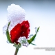 Rose im Winter © Volker Lesch - Alpenland Fotografie