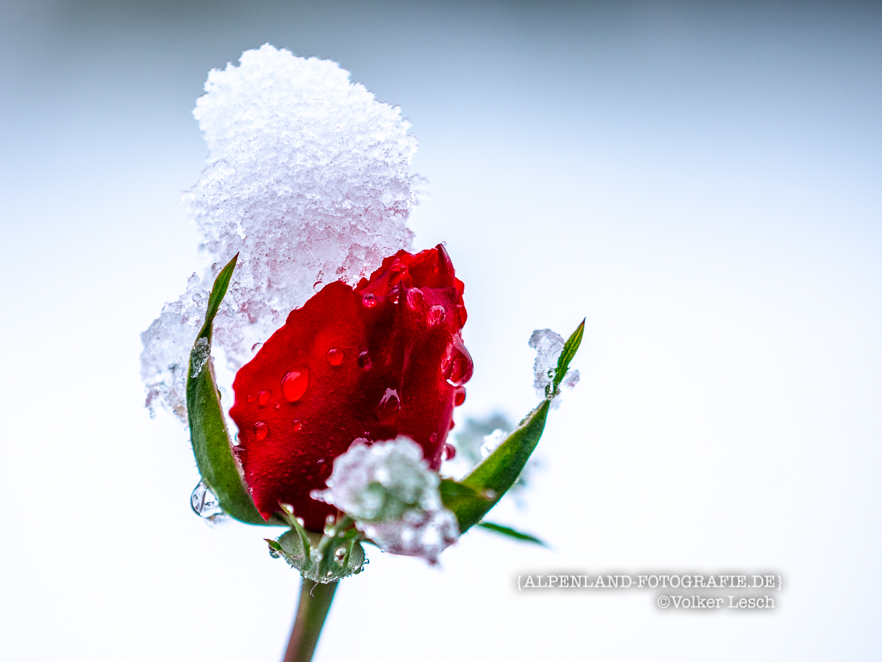 Rose im Winter © Volker Lesch - Alpenland Fotografie