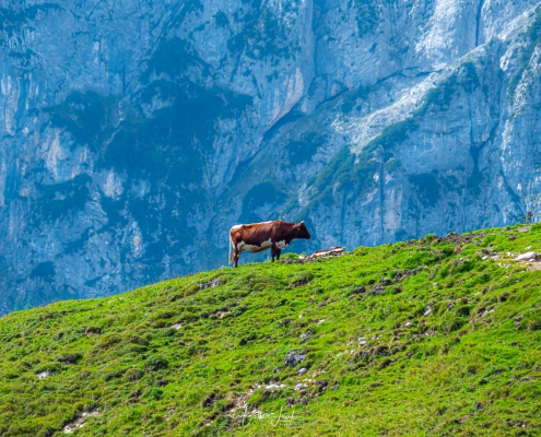 Halsalm Ramsau Berchtesgaden
