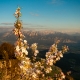 Kirschblüte am Kranzhorn